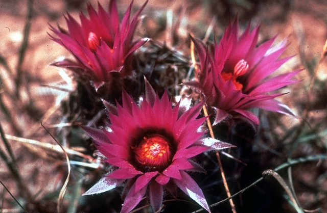 Escobaria_vivipara_var_radiosa